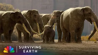 Baby Gomphothere Gets Swept Out to Sea During Migration to South America | Surviving Earth | NBC