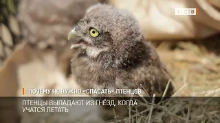 Why You Shouldn't "Rescue" Fledglings