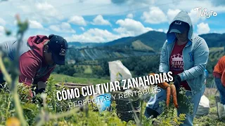 How to grow perfect and profitable carrots - TvAgro by Juan Gonzalo Angel