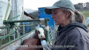 Dermatose nodulaire, une page se tourne pour ces agriculteurs