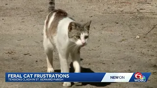 St. Bernard Parish veterinarian addresses backlash over stray cat proposal