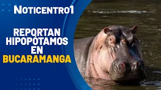Hippopotamus sightings trigger alarm in Santander | Canal 1 News