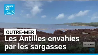 Les Antilles envahies par les sargasses, situation critique dans onze communes martiniquaises