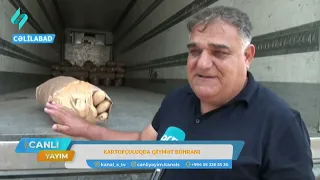 Kartofçuluqda qiymət  böhranı | Canlı Yayım