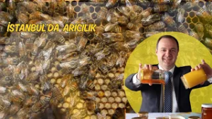 İSTANBUL'DA ARICILIK I KÖYDE ARICILIK