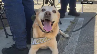 Disneyland security dog Benny retires after 6 years