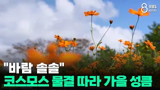Autumn Arrives with a Gentle Breeze and Waves of Cosmos/JIBS/Jeju/09.20.2026