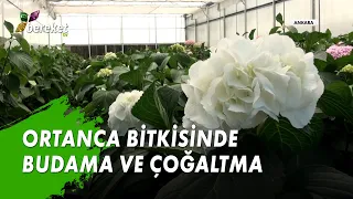 Ortanca Bitkisinde Budama ve Çoğaltma