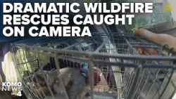 Video shows deputies' heroic efforts to evacuate people and pets during Chelan Hills Fire