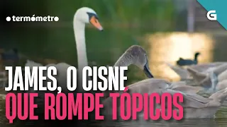 JAMES, o CISNE que ROMPE TÓPICOS | O TERMÓMETRO