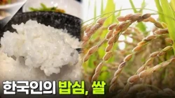음식 X-파일: 한국인의 밥심, 쌀 [2TV 생생정보] | KBS 261016 방송