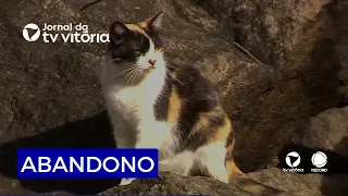 Dezenas de gatos estão sendo abandonados em parque de Vitória