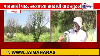 Nagpur Orange Crisis | पाणीटंचाई अन् रोगराईचा फटका; संत्रा उत्पादक संकटात