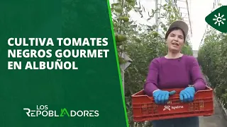 Los repobladores | Cambió el volante por el cultivo de tomates negros gourmet en Albuñol
