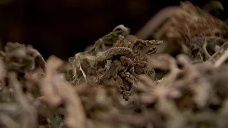 Minnesota farmers concerned about impact of hemp ban