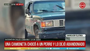 Una persona atropelló a una perra en camioneta y la dejó abandonada - 23/02/26