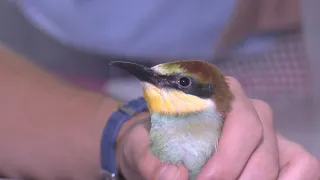 GREFA fights the effects of heat on Madrid's wildlife