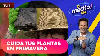 How to take care of your plants in spring?: Expert answers our questions | El medio día