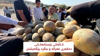 کاڵەکی بێستانەکانی دەڤەری مەرگە و بنگرد پێگەیشتن