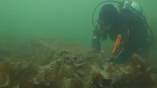 How a team is protecting Maine's economy and ecosystem by recovering lobster traps