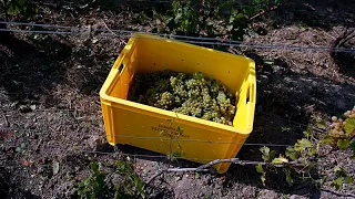 França: onda de calor antecipa vindima de Champagne