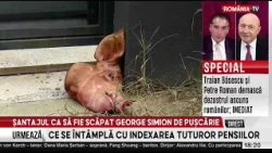 ”Telenovela” capului de porc lăsat la poarta lui Lulea continuă.