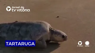 Disoriented sea turtle found on sidewalk in southern region