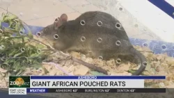 Giant African pouched rats aren't quite as scary as they seem at first glance