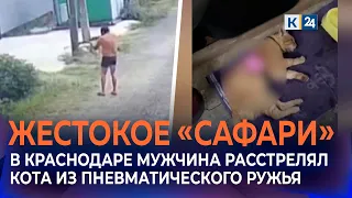 Neighbors speak out about man who shot cat with air gun in Krasnodar
