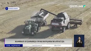 Жамбыл ауданында орақ нақаны жалғасуда