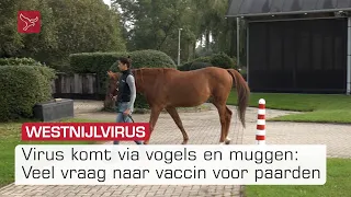 Paardenbezitters vrezen westnijlvirus