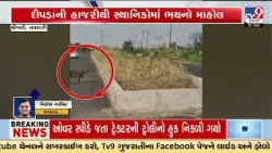 Viral Video Claims Leopard Spotted for Sixth Consecutive Day in Navsari | Gujarat | TV9Gujarati