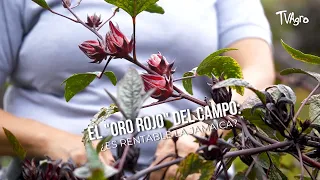 The "Red Gold" of the countryside: Is hibiscus profitable? - TvAgro by Juan Gonzalo Angel