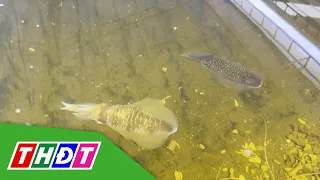 Farming Bigfin Reef Squid in Land-Based Tanks: A New Trend in the Blue Economy | THDT