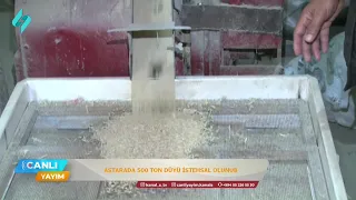 Astarada 500 ton düyü istehsal olunub