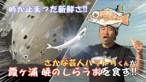 【CHALLENGE IBARAKI】#78　霞ヶ浦暁のしらうお!