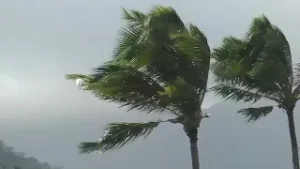 Strong winds leave trail of damage in Windward Oahu