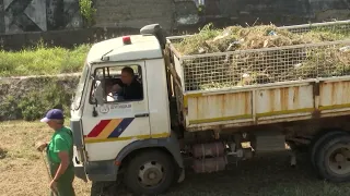 Visoka koncentracija polena ambrozije u Kragujevcu
