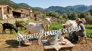 The secret to goat milk in Marinilla, Antioquia - TvAgro by Juan Gonzalo Angel