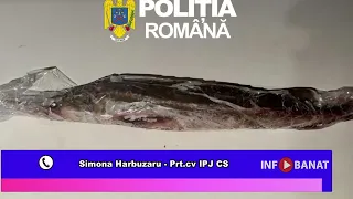 Percheziții de amploare