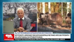 Νευροκόπι : Αρκούδες ξεκλήρισαν κοπάδι με πάνω από 200 πρόβατα – Σε απόγνωση οι κτηνοτρόφοι