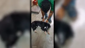 Ветеринар спас собаку, подстреленную во время полицейской операции в рамках специального назначения.