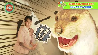[Yu-Bara!] Summer Vacation Trip! Off to Shikoku Aquarium in Kagawa! [Special Exhibit: "Japanese O...