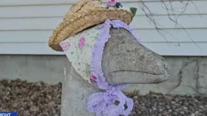 Seamstress's kind gesture for neighbor's goose goes viral