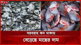 বাগেরহাটের পাইকারি বাজারে বেড়েছে মাছের দাম | Fish Market | Bagerhat | Somoy TV