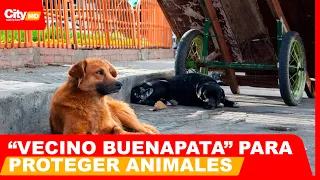 Bogotá launches new strategy to care for stray dogs and cats | CityTv | ArribaBogotá