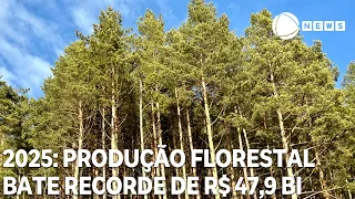 Forestry production hits record R$ 47.9 billion in 2025