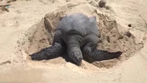 Sea turtle patients to get ocean-inspired names