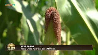 TARIM AKADEMİSİ - BÖLÜM 9 - MISIR TARIMI - 2 EYLÜL 2026