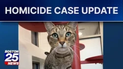 MSPCA rescues 84 cats from Reading home after beloved mother found murdered